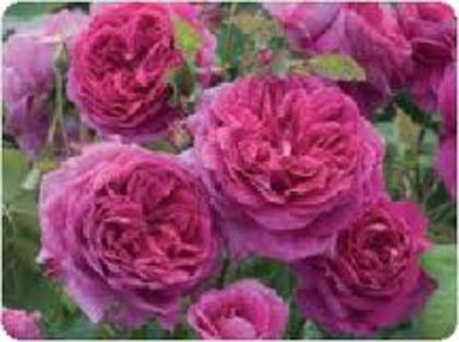 young lycydas,shrub 110 - 000 2014 Achizitii trandafiri toamna
