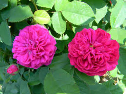 Rose du roi damasc 105 - 000 2014 Achizitii trandafiri toamna