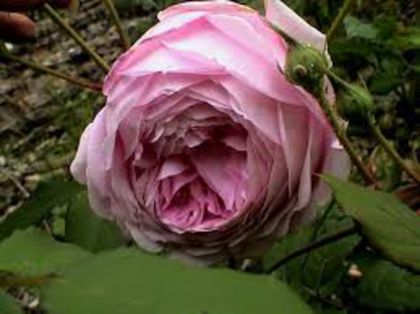 alan titchmarsh shrub 120