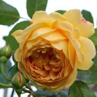 golden celebration shrub 150