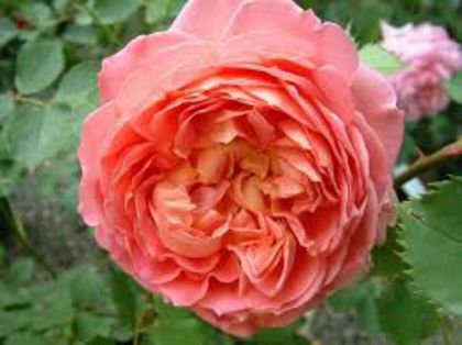 jubile celebration, shrub 120
