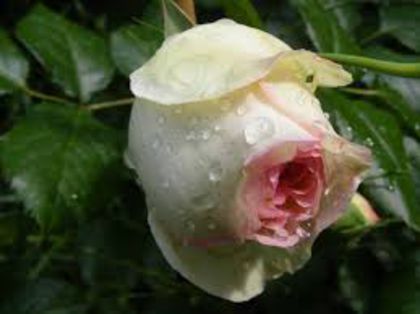 eden rose - 000 2014 Achizitii trandafiri toamna