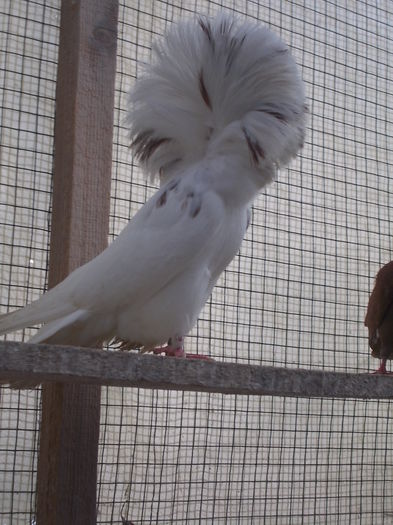 gulerati pui 25 dec 010