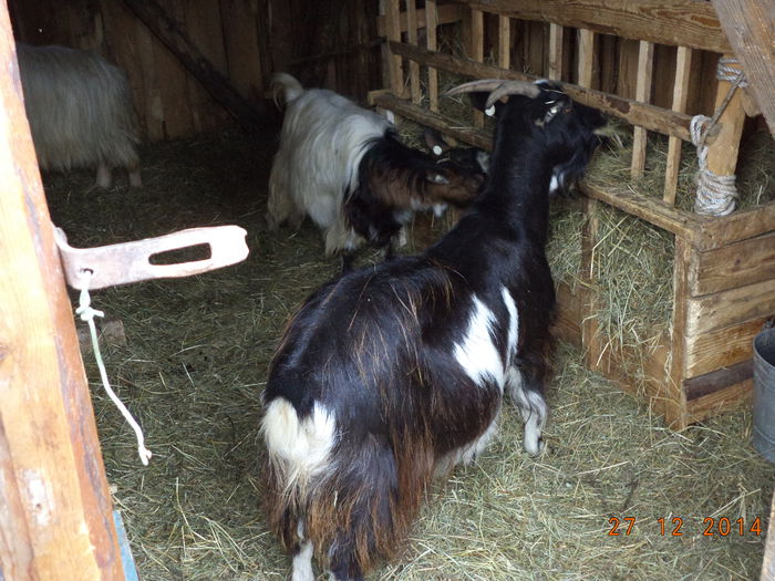 Neagra si cu Violeta