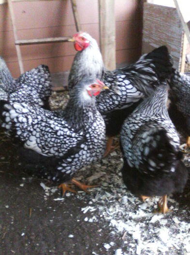 IMG_20141228_104022 - WYANDOTTE ARGINTIU 2014-2015