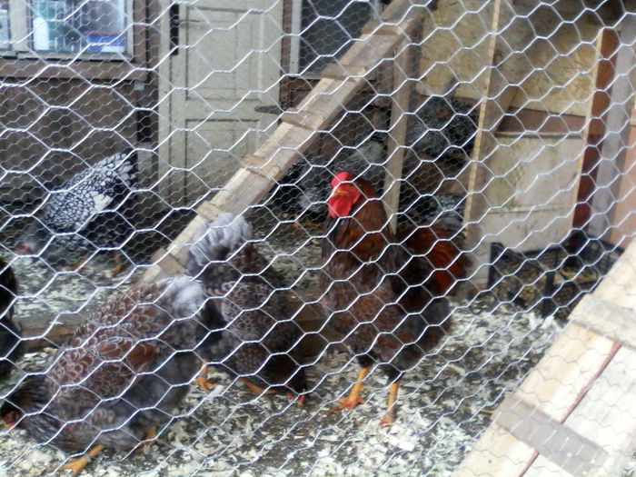 IMG_20141228_105349 - ADAPOST PASARI