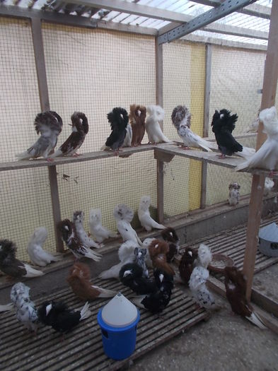 gulerati pui 25 dec 015