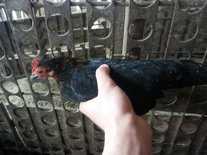 batrana cea sperioasa