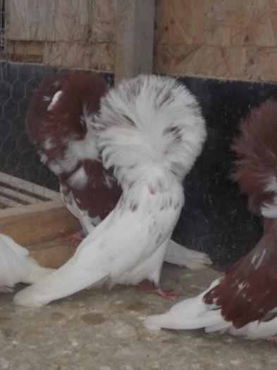 gulerati pui 25 dec 012