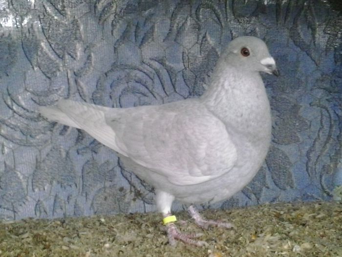  - FOTO PORUMBEI