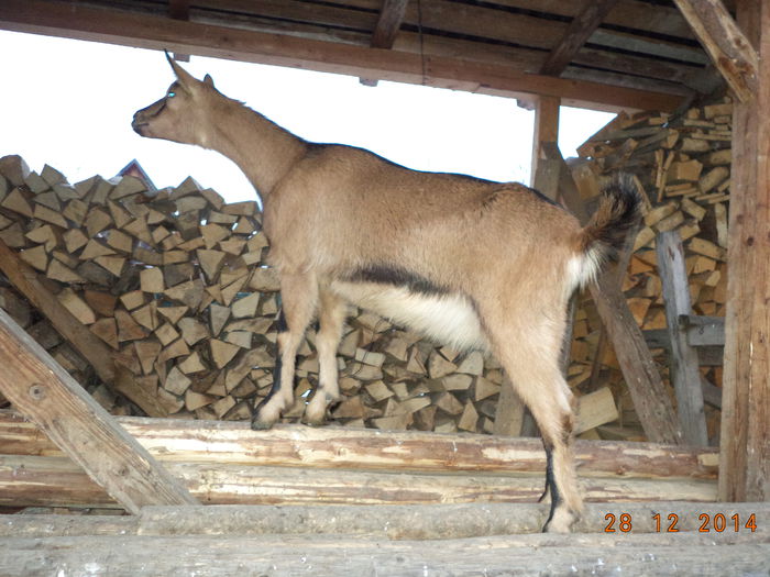 Antilopa Alpina