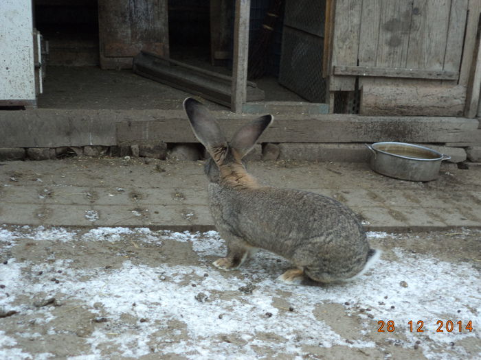 Iepuroaica de prasila - Capritele iepuri si taiatul porcului in vecini