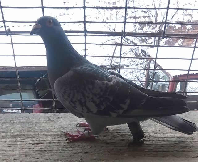 Pop Lemuel super Maraton Gebar Saya