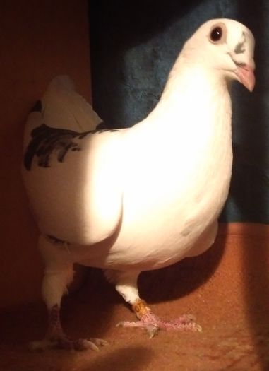 Drapa-Gust  Christians