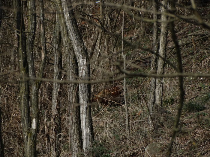 DSC08346 - Fazani in libertate