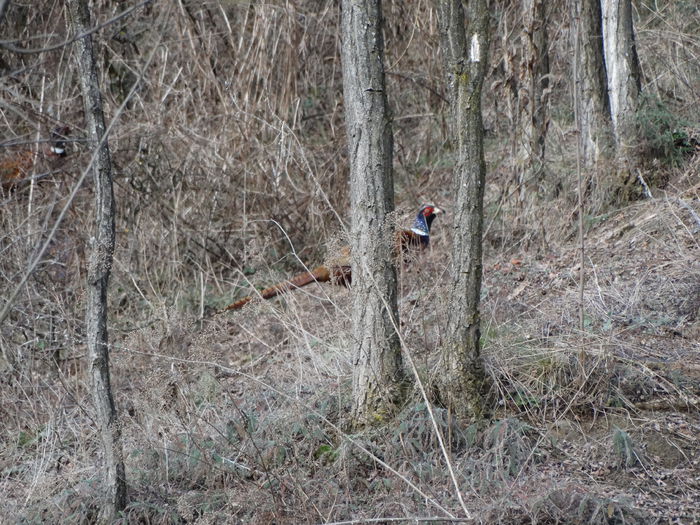 DSC08345 - Fazani in libertate