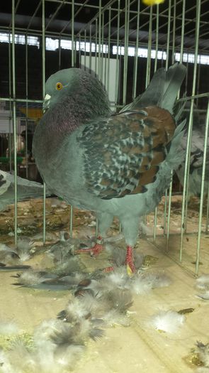 20141228_110326 - Varset dec 2014