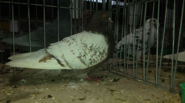 20141228_110336 - Varset dec 2014