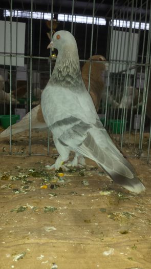 20141228_110724 - Varset dec 2014