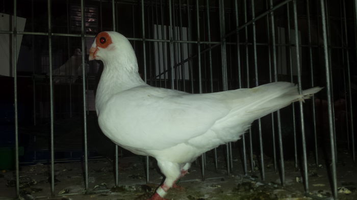 20141228_110803 - Varset dec 2014