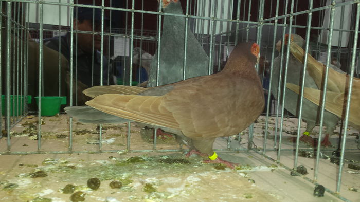 20141228_110815 - Varset dec 2014