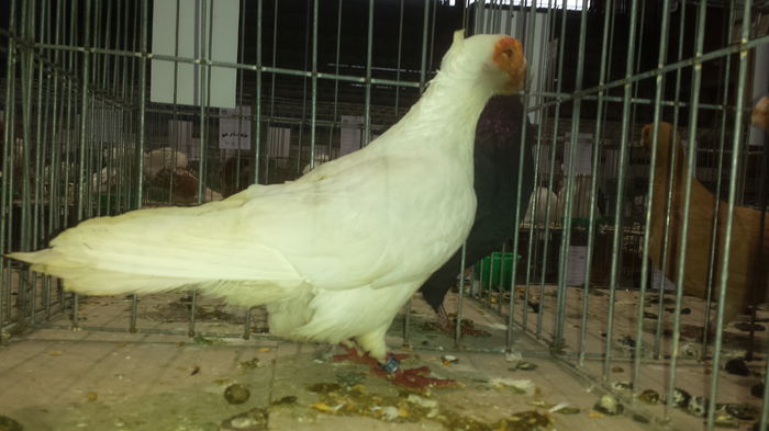 20141228_110849 - Varset dec 2014