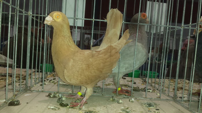 20141228_110920 - Varset dec 2014