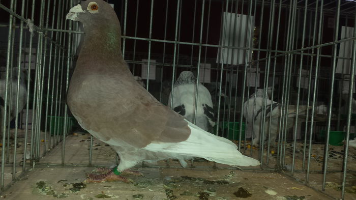 20141228_110944 - Varset dec 2014