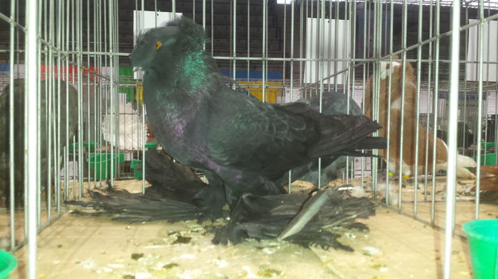 20141228_111032 - Varset dec 2014