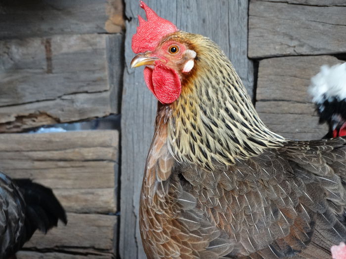 DSC04256 - Italiana Orange-Duckwing