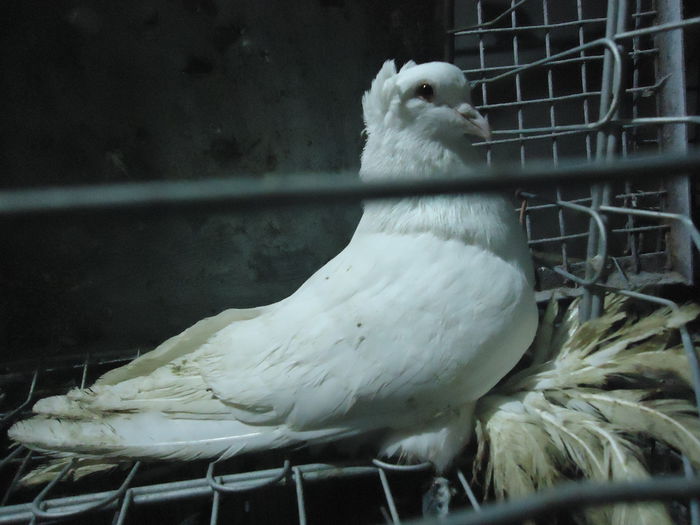 DSC01117; urias mag 2014
