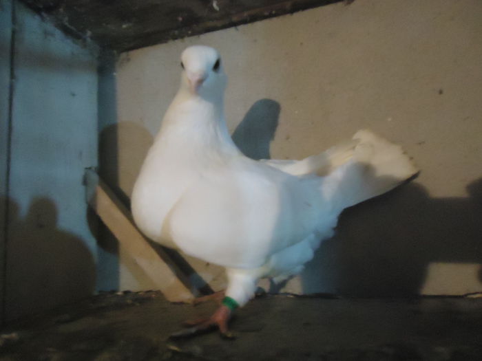 DSC01074; fem american 2014
