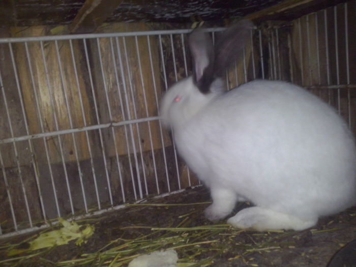 femela; am crescut, avem 3 luni si 3,6 kg
