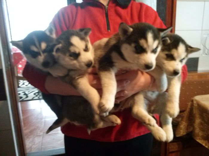 CAM01089[1]; cateluse husky rasa pura
