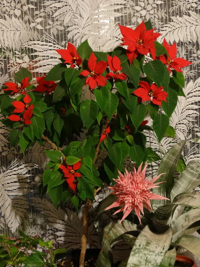 DSC08671 - Plante in ghiveci 2014