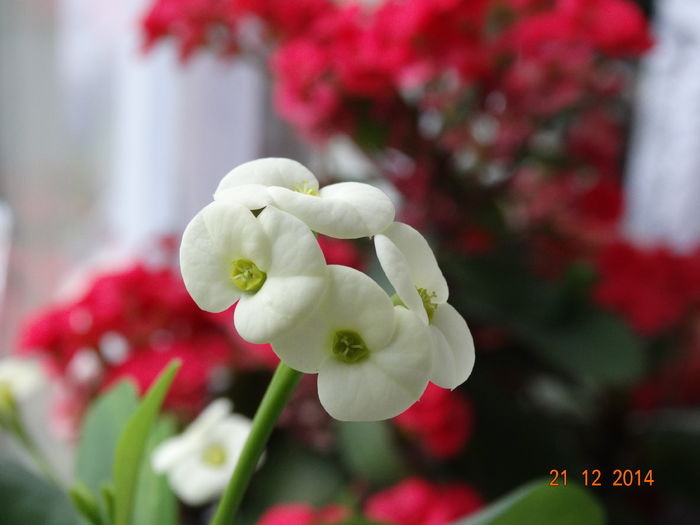 DSC08309