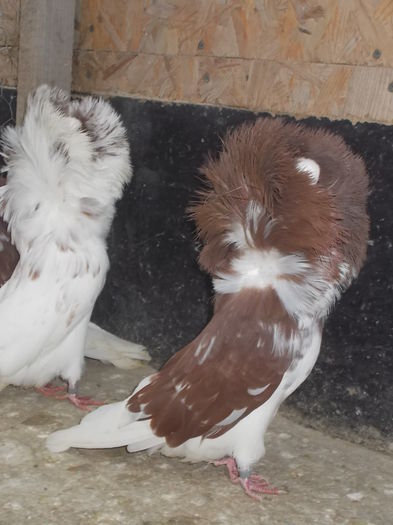 gulerati pui 25 dec 011