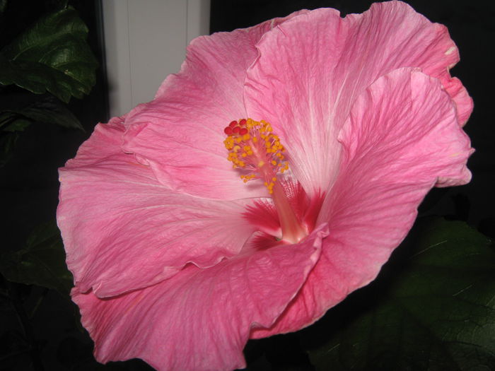 Picture My plants 1949 - HIBISCUS ALICE WOLFE
