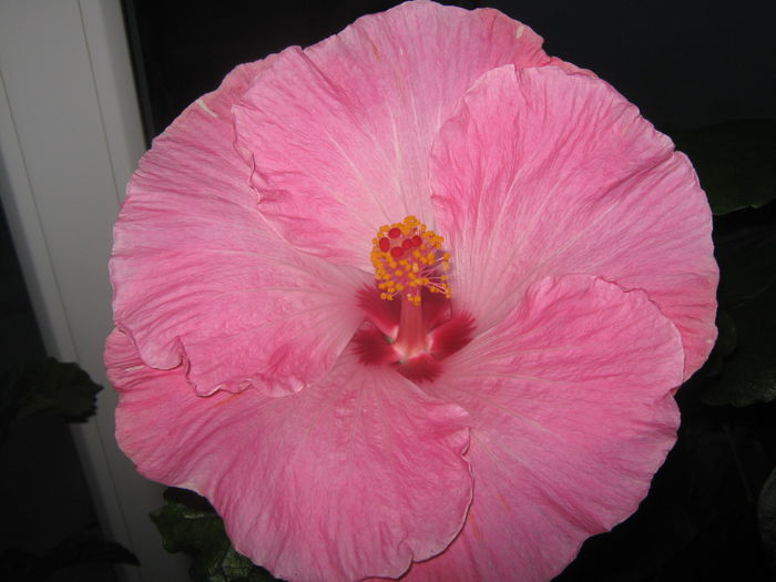 Picture My plants 1953 - HIBISCUS ALICE WOLFE
