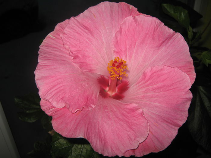 Picture My plants 1954 - HIBISCUS ALICE WOLFE