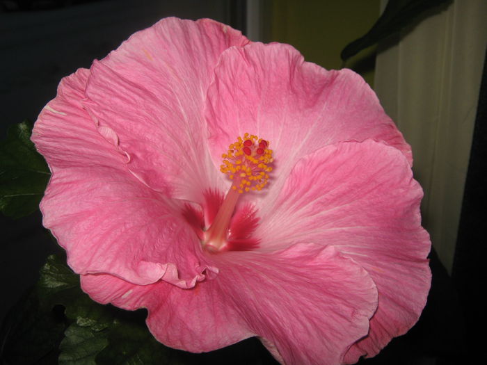 Picture My plants 1955 - HIBISCUS ALICE WOLFE