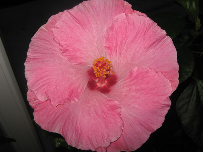Picture My plants 1959 - HIBISCUS ALICE WOLFE