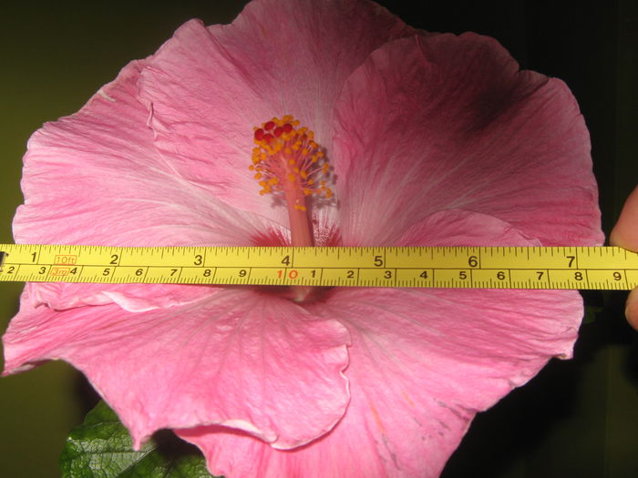 Picture My plants 1977 - HIBISCUS ALICE WOLFE