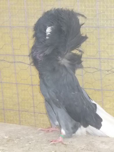 gulerati pui 25 dec 025