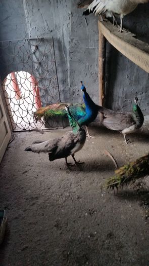 20141229_133231