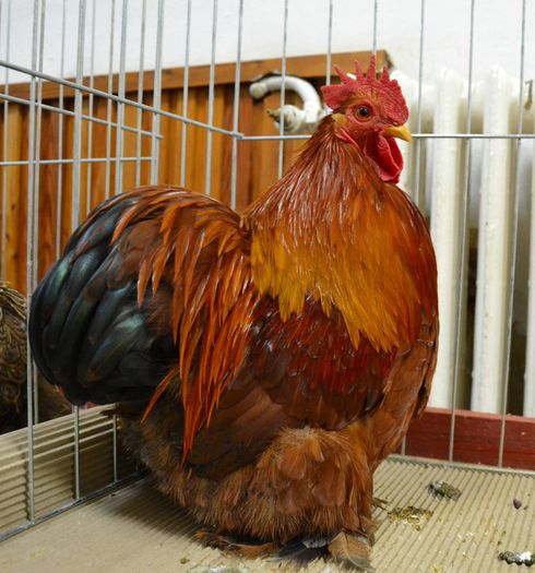 10873519_1018665758149194_8156452227468755437_o