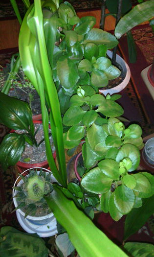 IMG_20141228_203945 - Florile mele