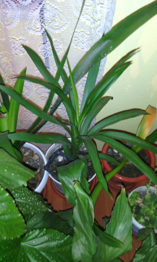 dec 2014 - Florile mele