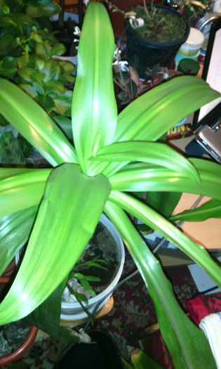 IMG_20141228_203925 - Florile mele