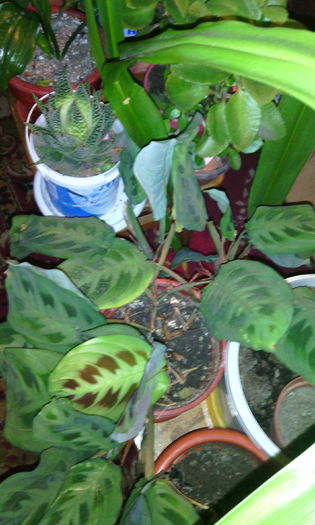 IMG_20141228_203953 - Florile mele